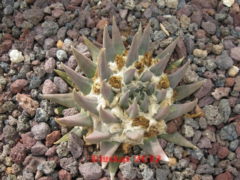 Ariocarpus trigonus PAN 285