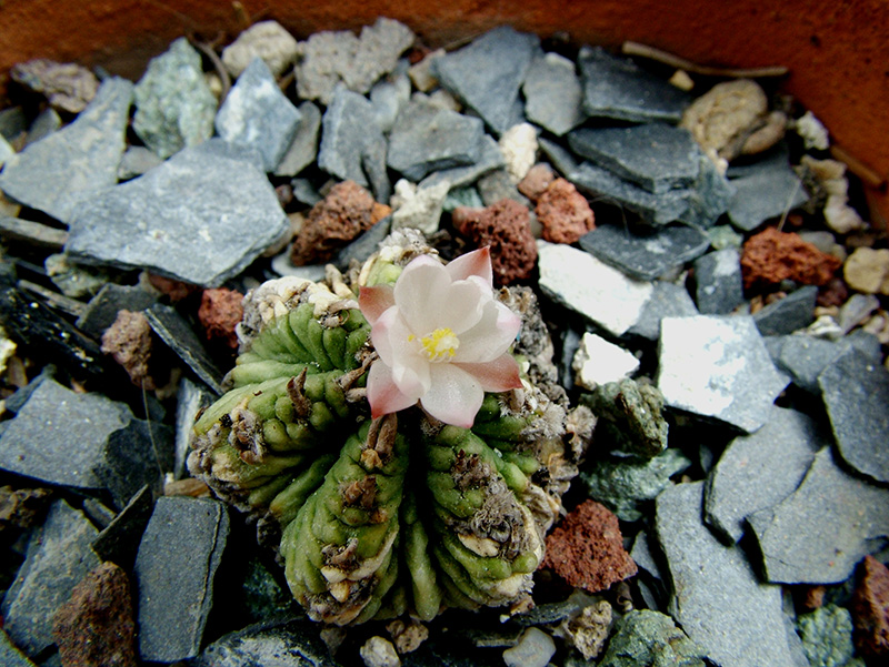 Aztekium ritteri 