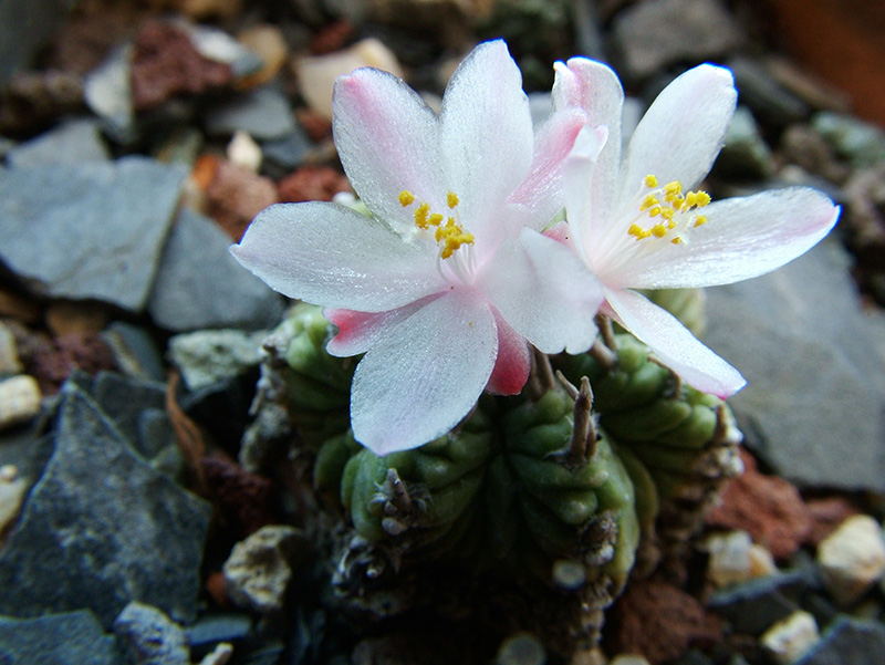 Aztekium ritteri 