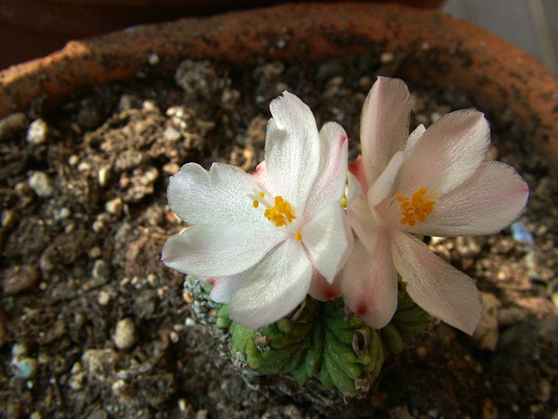 Aztekium ritteri 