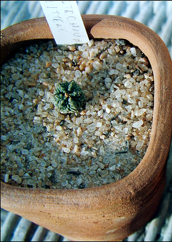 Aztekium ritteri 