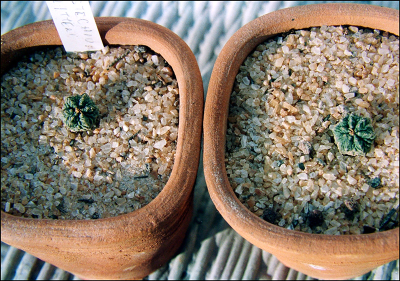 Aztekium ritteri 