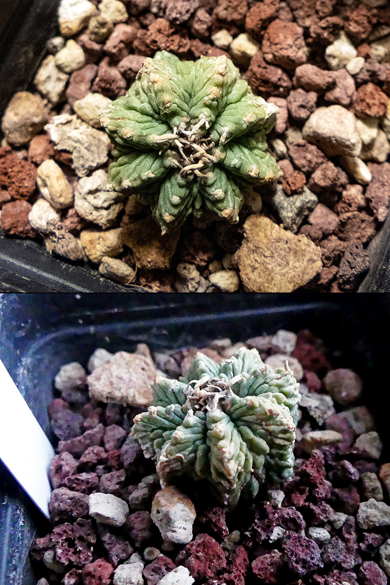 Aztekium ritteri 