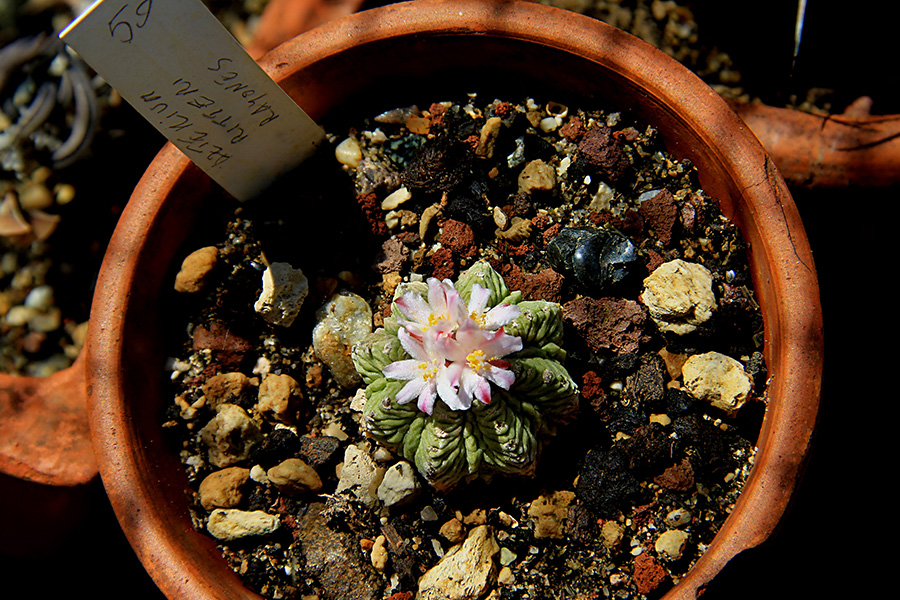Aztekium ritteri 