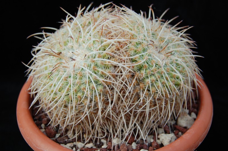 Mammillaria parkinsonii 