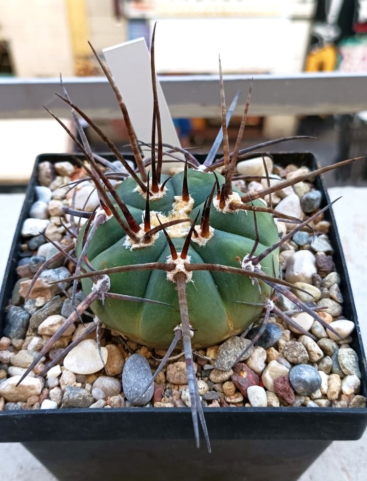 Gymnocalycium armatum 