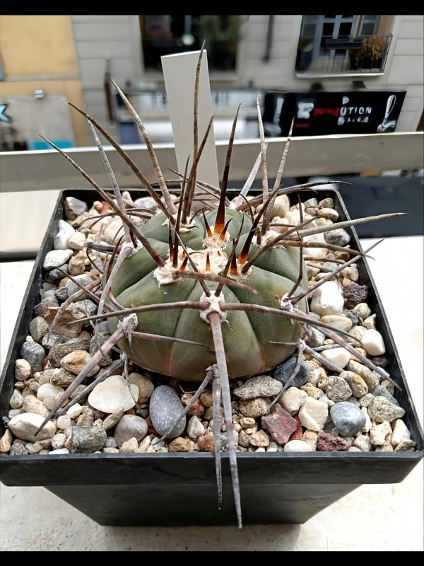 Gymnocalycium armatum 