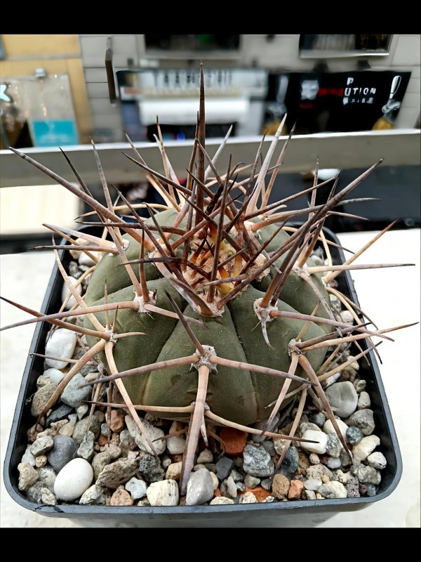 Gymnocalycium armatum 