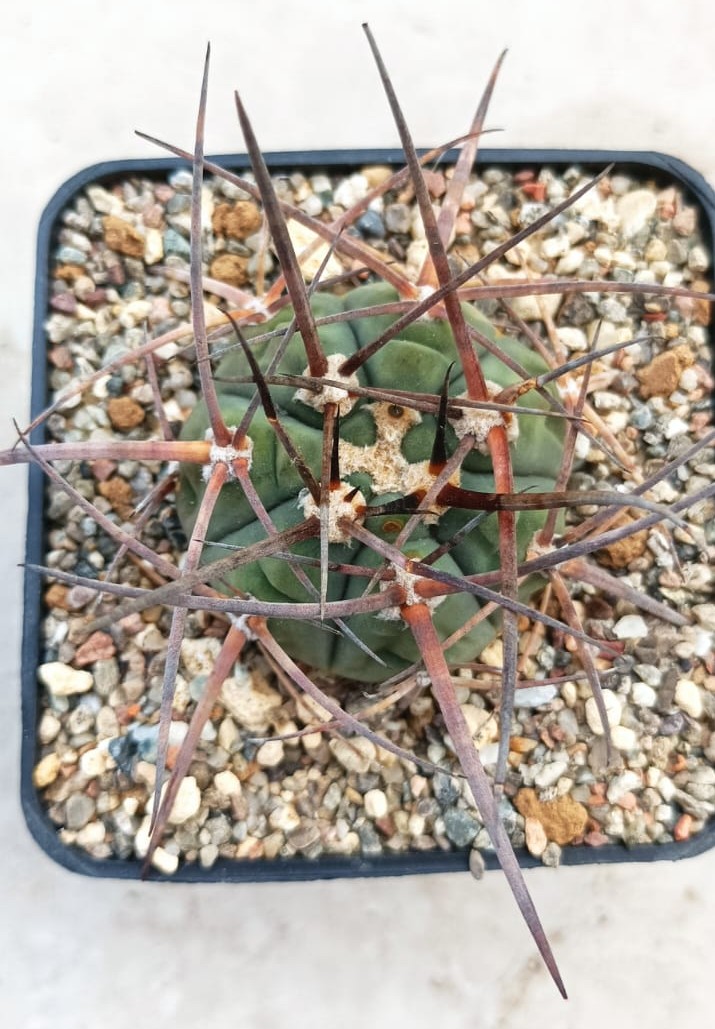 Gymnocalycium armatum 