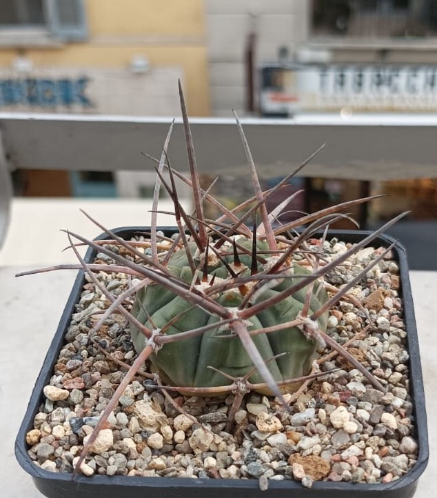 Gymnocalycium armatum 