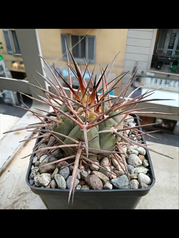 Gymnocalycium armatum 