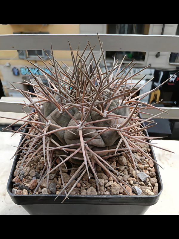 Gymnocalycium armatum jo 1655-1