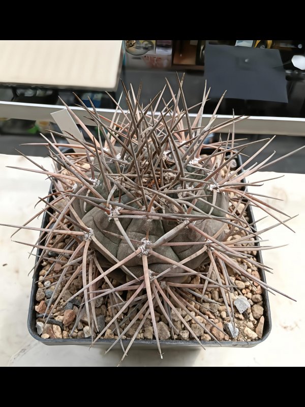Gymnocalycium armatum jo 1655-1