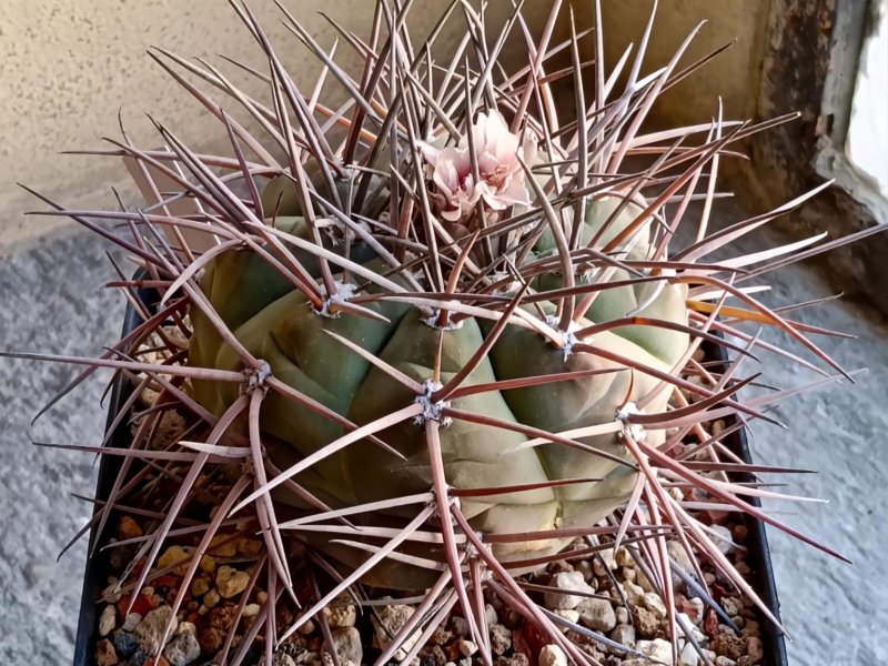 Gymnocalycium armatum jo 1655-1