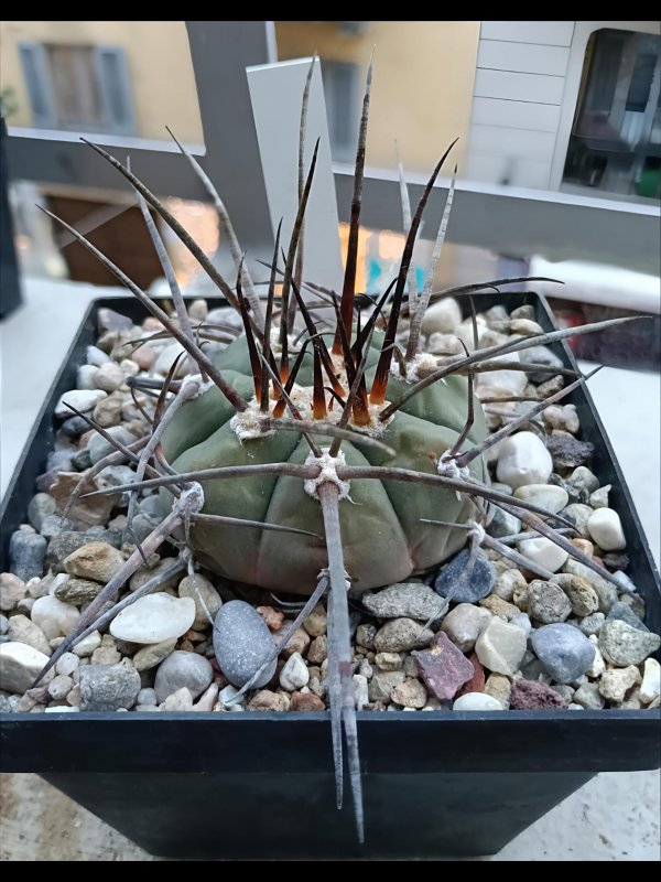 Gymnocalycium armatum 