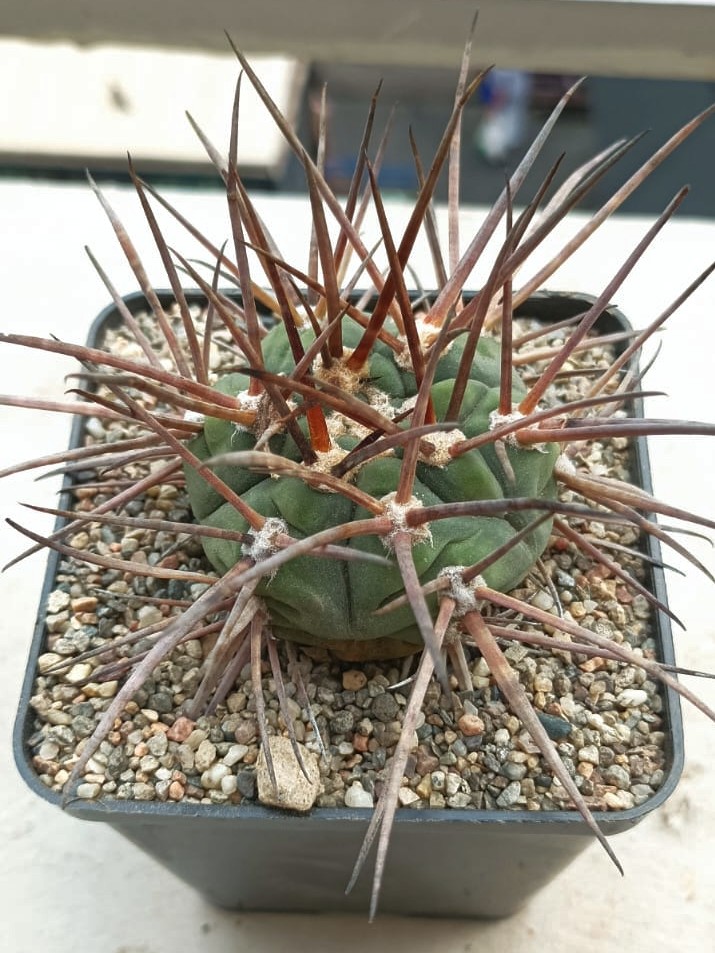 Gymnocalycium armatum 