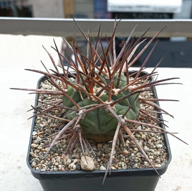 Gymnocalycium armatum 