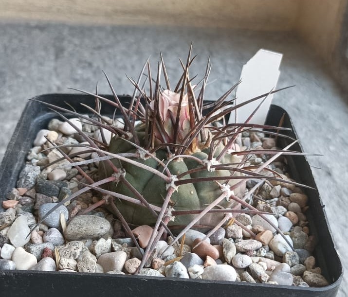 Gymnocalycium armatum 