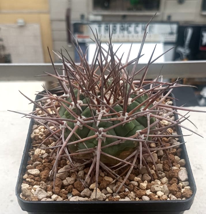 Gymnocalycium armatum 