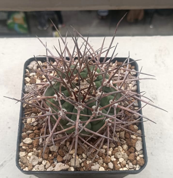 Gymnocalycium armatum 
