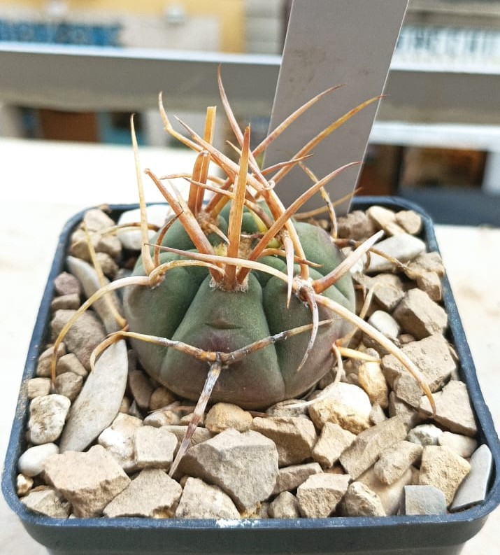 Gymnocalycium armatum vs 579