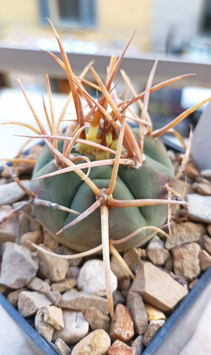 Gymnocalycium armatum vs 579