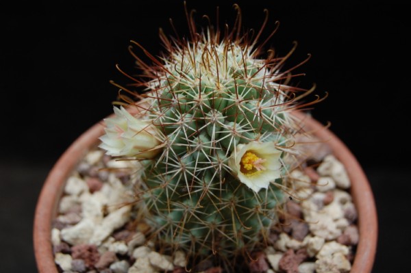 Mammillaria armillata 