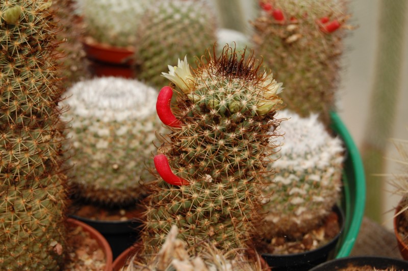 Mammillaria armillata Z 157