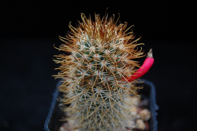 Mammillaria armillata Z 157