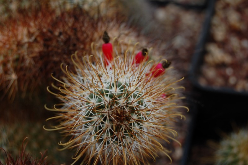 Mammillaria armillata Z 157