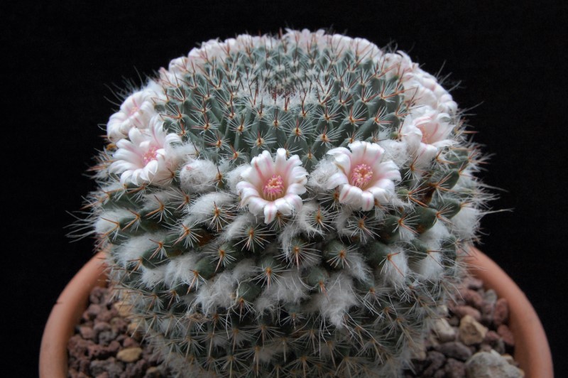 Mammillaria arroyensis ML 519