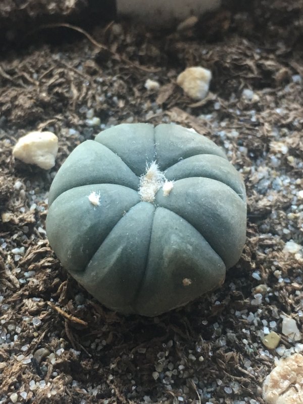 Echinocactus horizonthalonius CZ85