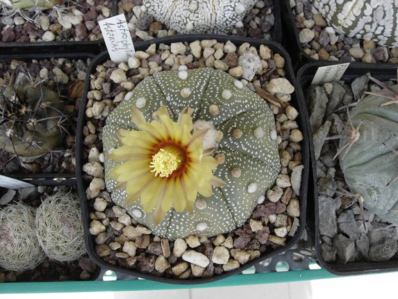 Astrophytum asterias 