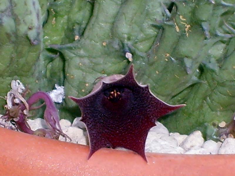 Huernia macrocarpa 