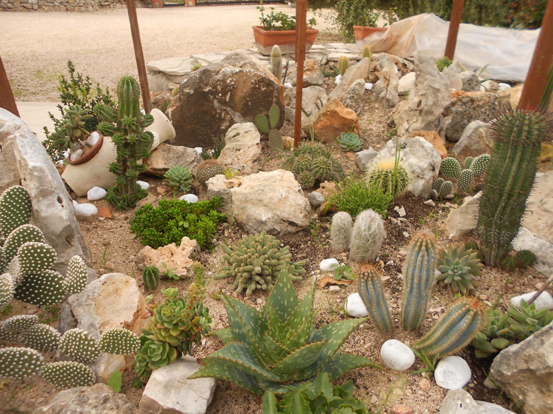 Cactofili Forum Di Cactus E Succulente Leggi Argomento Giardino Roccioso