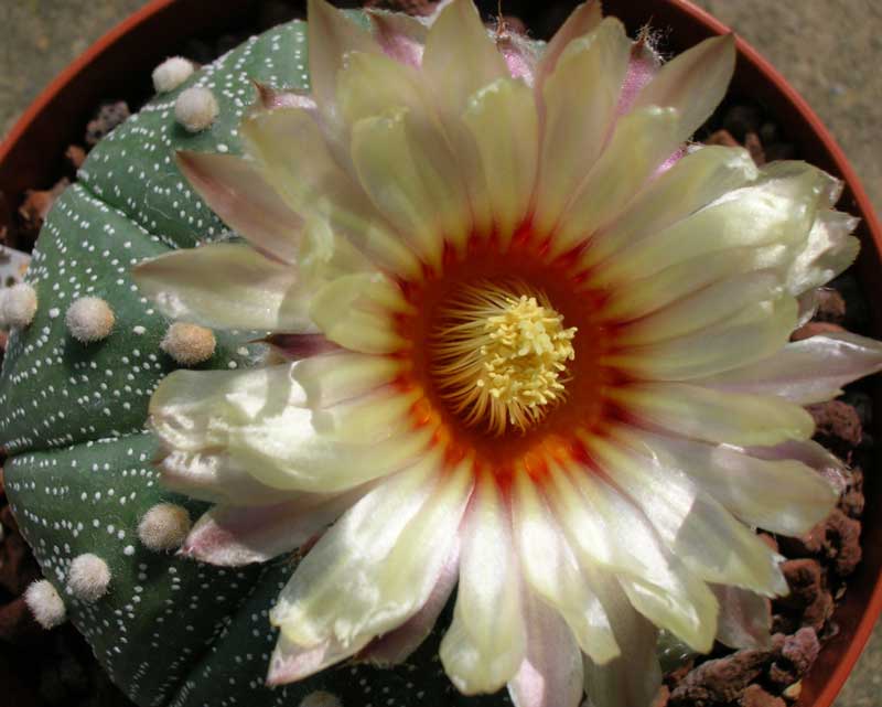 Astrophytum asterias 