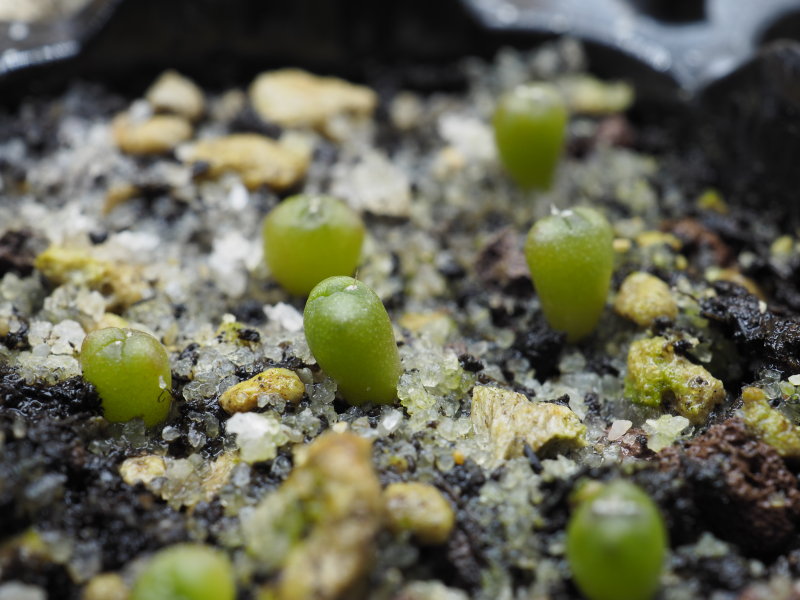 Astrophytum asterias 