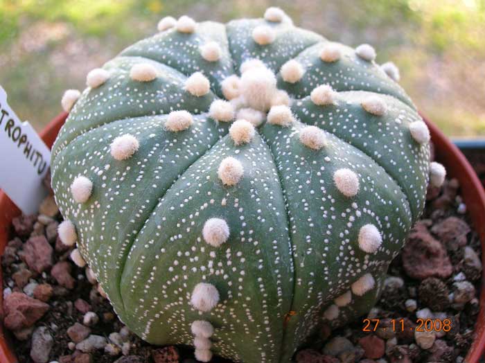 Astrophytum asterias 