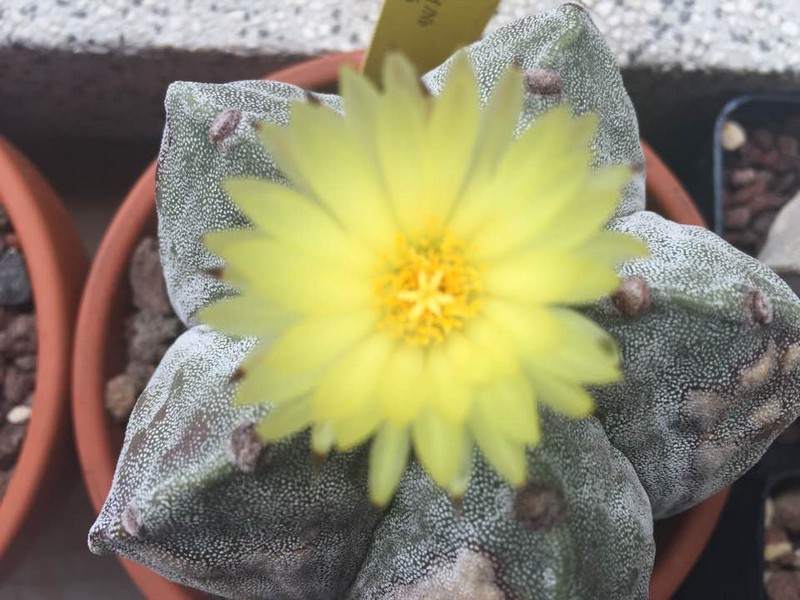 Astrophytum myriostigma 