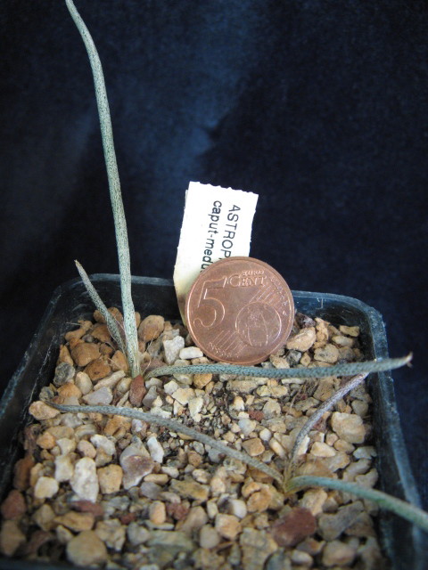 Astrophytum caput-medusae 