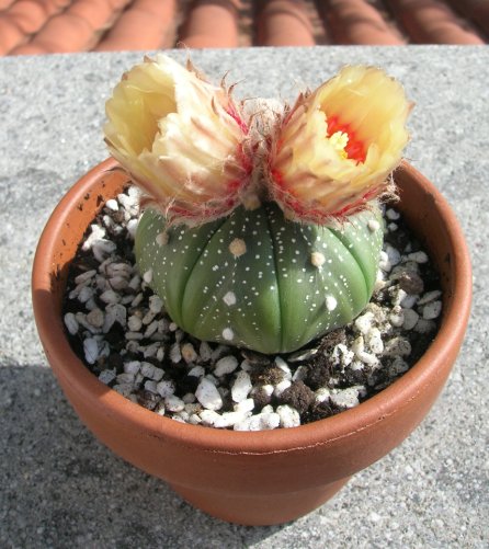 Astrophytum asterias 