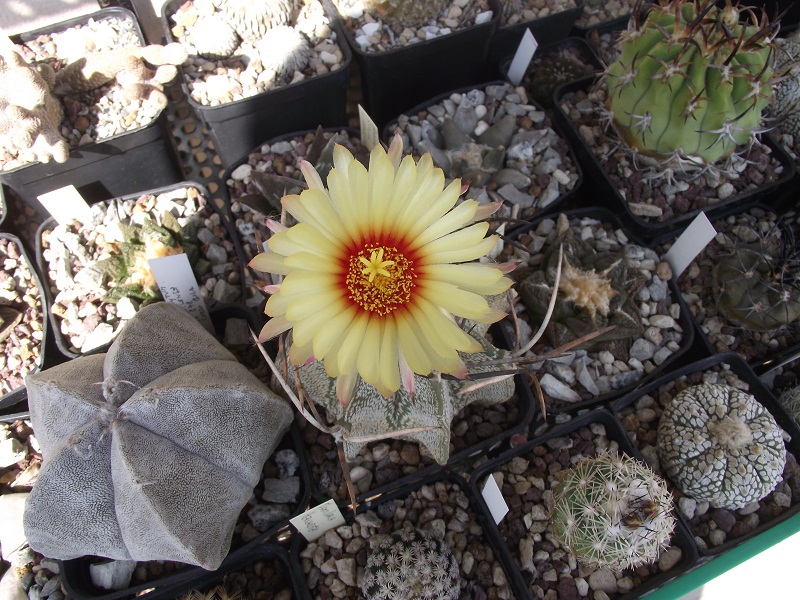 Astrophytum capricorne v. niveum 