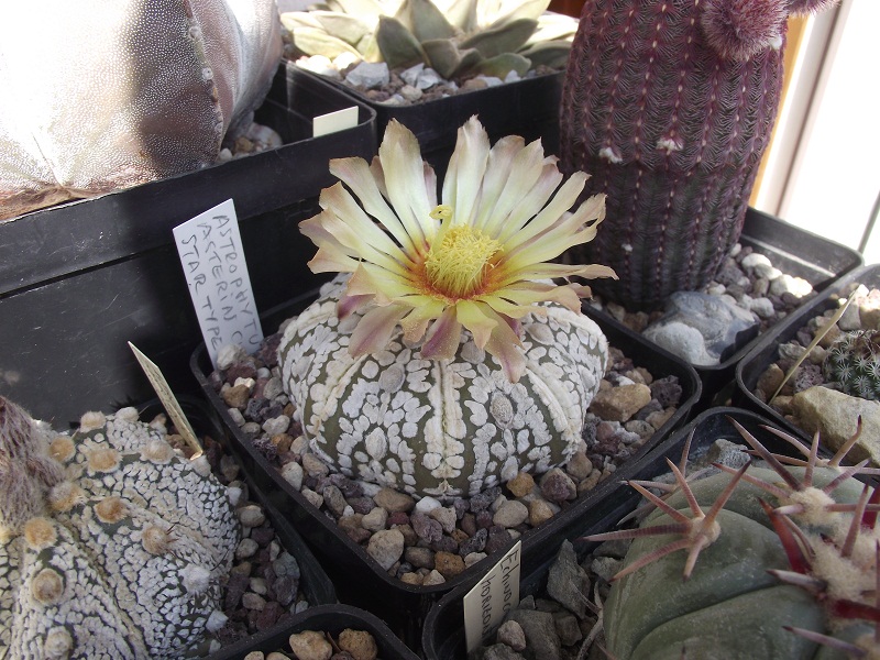 Astrophytum asterias cv. super kabuto star shape 