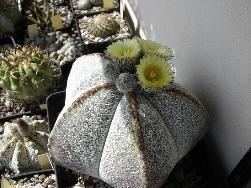 Astrophytum myriostigma 