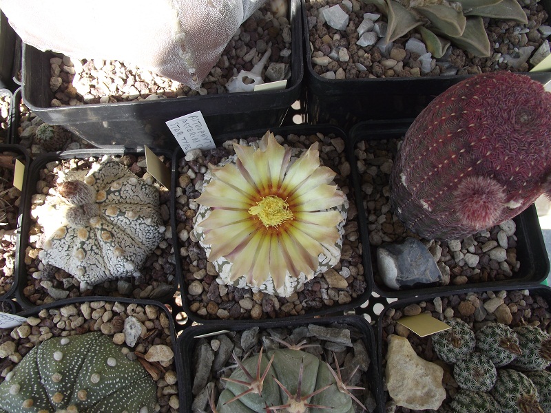 Astrophytum asterias cv. super kabuto star shape 