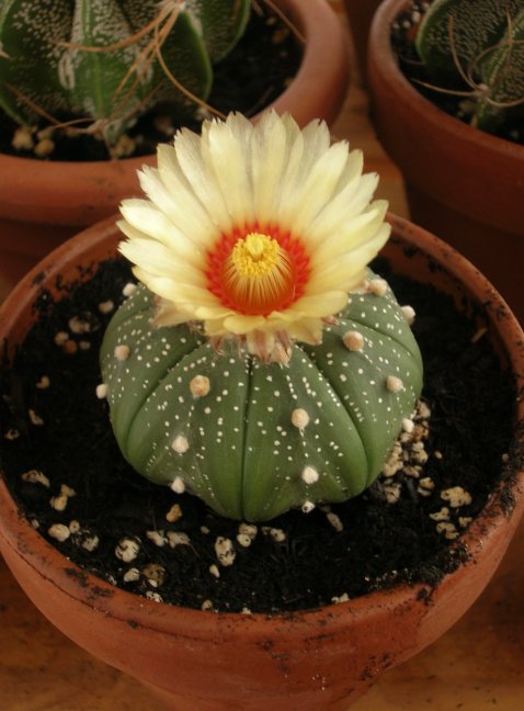 Astrophytum asterias 
