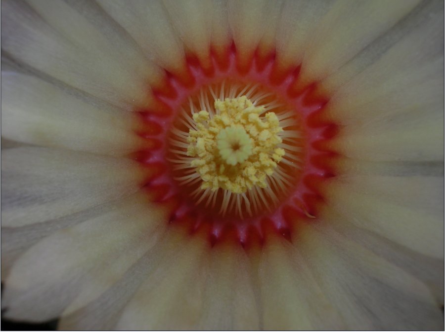 Astrophytum asterias 