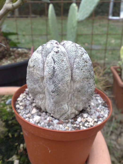 astrophytum coahuilense cv. onzuka