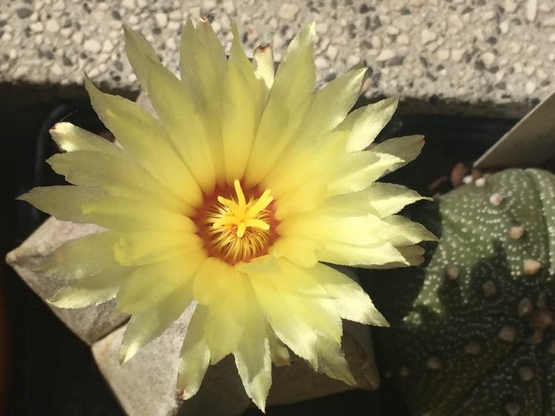 Astrophytum coahuilense 