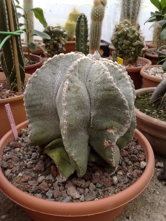 astrophytum coahuilense 